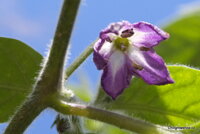 Rocoto Peron capsicum pubescens