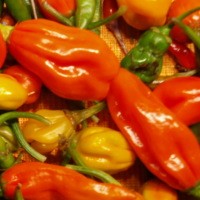 semínka chili papriček