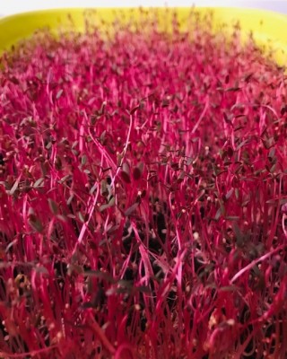 Amarant Red Garnet, semínka ke klíčení a pro pěstování Microgreens, 100 g