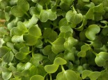 Ředkev Daikon Microgreen