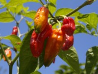 Bhut Jolokia