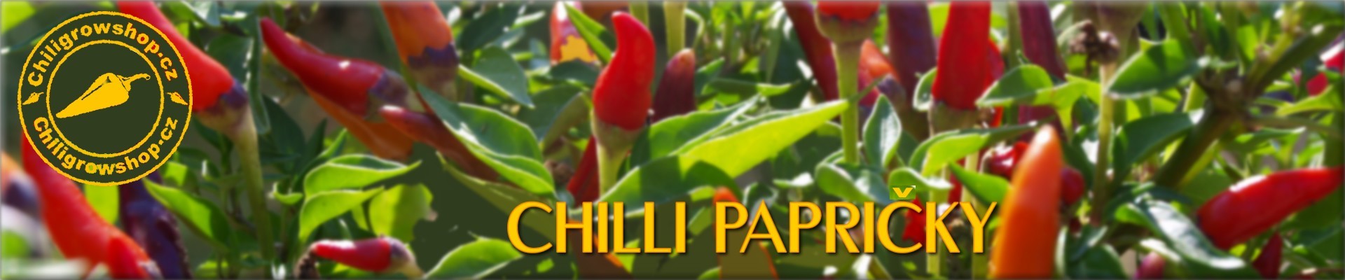 chili papričky