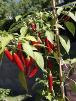 Serrano chilli