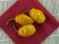 Rocoto Yellow