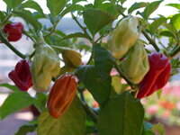 Bhut Jolokia