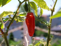 Naga Morich, zralá paprička