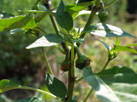 Cserko Hot Pepper.Středně ostrá paprička z Rumunska.