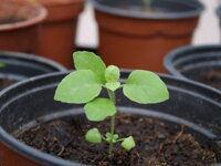 Ocimum sanctum, bazalka svatá, bazalka posvátná, Tulsi, bazalka Tulsi, indická bazalka