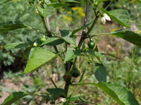 Cserko Hot Pepper.Středně ostrá paprička z Rumunska.