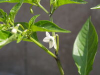 Indian PC1, chilli paprička, rostlinka Habanero, foto Habanero, capsicum chinense