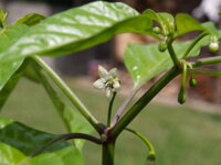 Naga Bon Jolokia, Bhut Jolokia, Chilli Jolokia, Foto chilli Jolokia