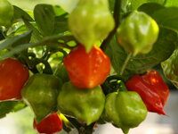 Trinidad Scorpion Butch T