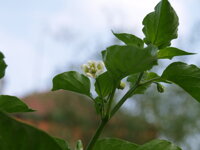 Chili Sweet Piquante