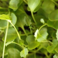 microgreens 