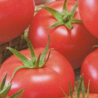 semínka rajčat