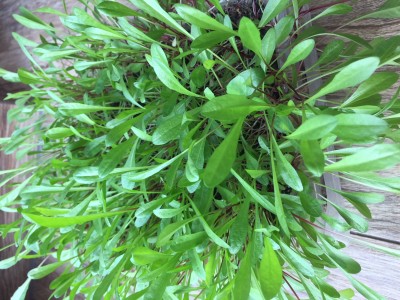 Endivie katalánská, semínka pro pěstování Microgreens a lístečků Baby Leaf, 100 g