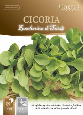 Čekanka sladká Di Trieste, semena 10 g.