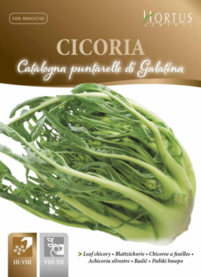 Čekanka katalánská Puntarelle di Galatina, semena 10 g.