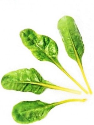 Zlatá řepa Golden, semínka pro pěstování microgreens a salátu Baby leaf, 100 g