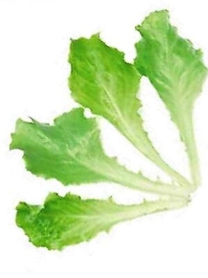 Salát ledový Blonde de Paris, semínka pro pěstování salátu a lístečků Baby leaf, 50 g
