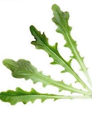 Salát kadeřavý Cocarde, semínka pro pěstování salátů Baby leaf a salatu, 50 g