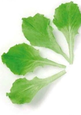 Salát kadeřavý Gentilina Green, semínka pro pěstování salátu a lístečků Baby leaf, 50 g