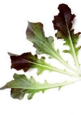 Salát kadeřavý Gentilina Red, semínka pro pěstování salátu a lístečků Baby leaf, 50 g