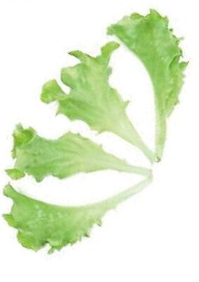 Salát kadeřavý Lollo Blonde, semínka pro pěstování salátu a lístečků Baby leaf , 50 g