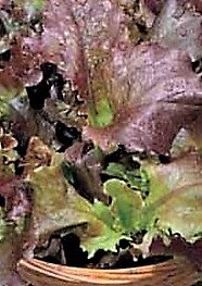 Salát dubový Oakleaves Red, semínka pro pěstování salátu a lístečků Baby Leaf, 50 g