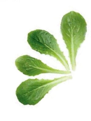 Salát římský Paris Island, semínka pro pěstování salátu a lístečků Baby leaf , 50 g