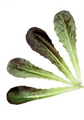 Salát římský Red Romaine, semínka pro pěstování salátu a lístečků Baby leaf, 50 g