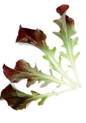 Salát kadeřavý Red Salad Bowl Improved, semínka pro pěstování salátů Baby leaf a salátu, 50 g