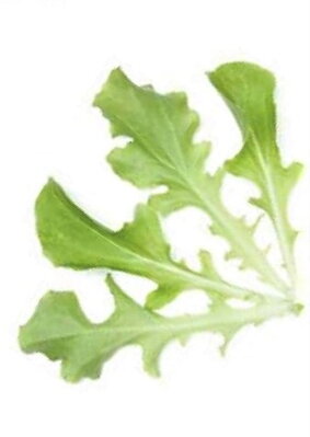 Salát kadeřavý White Salad Bowl, semínka pro pěstování salátů Baby leaf a salátu, 50 g