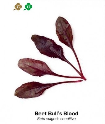 Červená řepa Bull's Blood, semínka pro pěstování Microgreens a lístečky Baby Leaf