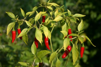 Birdeye Pepper, 10 semínek