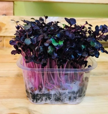 Ředkev Rambo, semínka ke klíčení a pro pěstování microgreens, 500 g