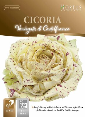 Čekanka listová Variegata di Castelfranco, 10 g semen