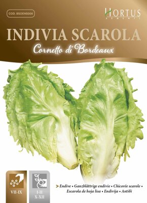 Endivie salátová Cornetto di Bordeaux, 10 g semen