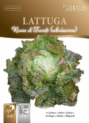 Salát hlávkový Rossa di Trento, semena 6 g