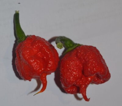 Chili Carolina Reaper, 10 semen.