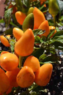 Chili Salsa Orange, 10 semen.