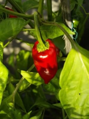 Pimientos de Padron, 10 semínek