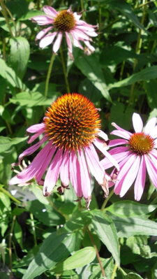 Třapatovka nachová (Echinacea), 100 semen