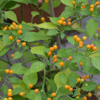 Aji Charapita zlutá, 10 semínek