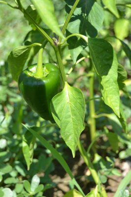 Poblano Ancho, 10 semínek