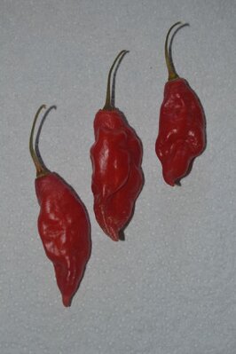 Habanero Maya, 10 semínek