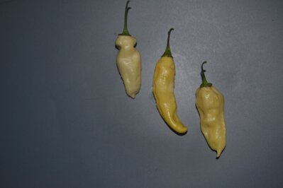 Naga Bhut White, 10 semínek