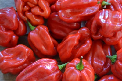 Chilli Habanero Gambia, 10 semínek