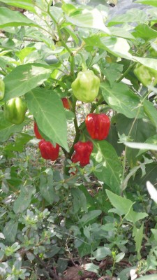 Habanero Red, 10 semien