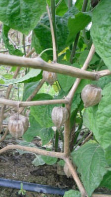 Physalis. Mochyně peruánská, 50 semen